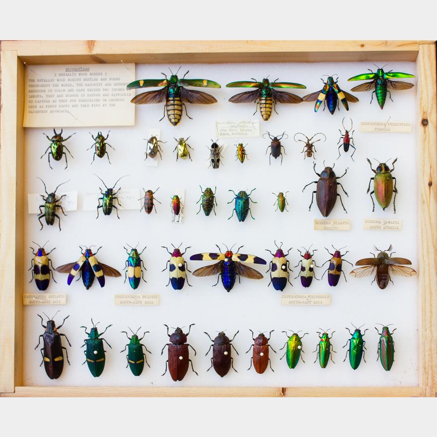 Jeweled Beetle Collection | The Butterfly Company Auction