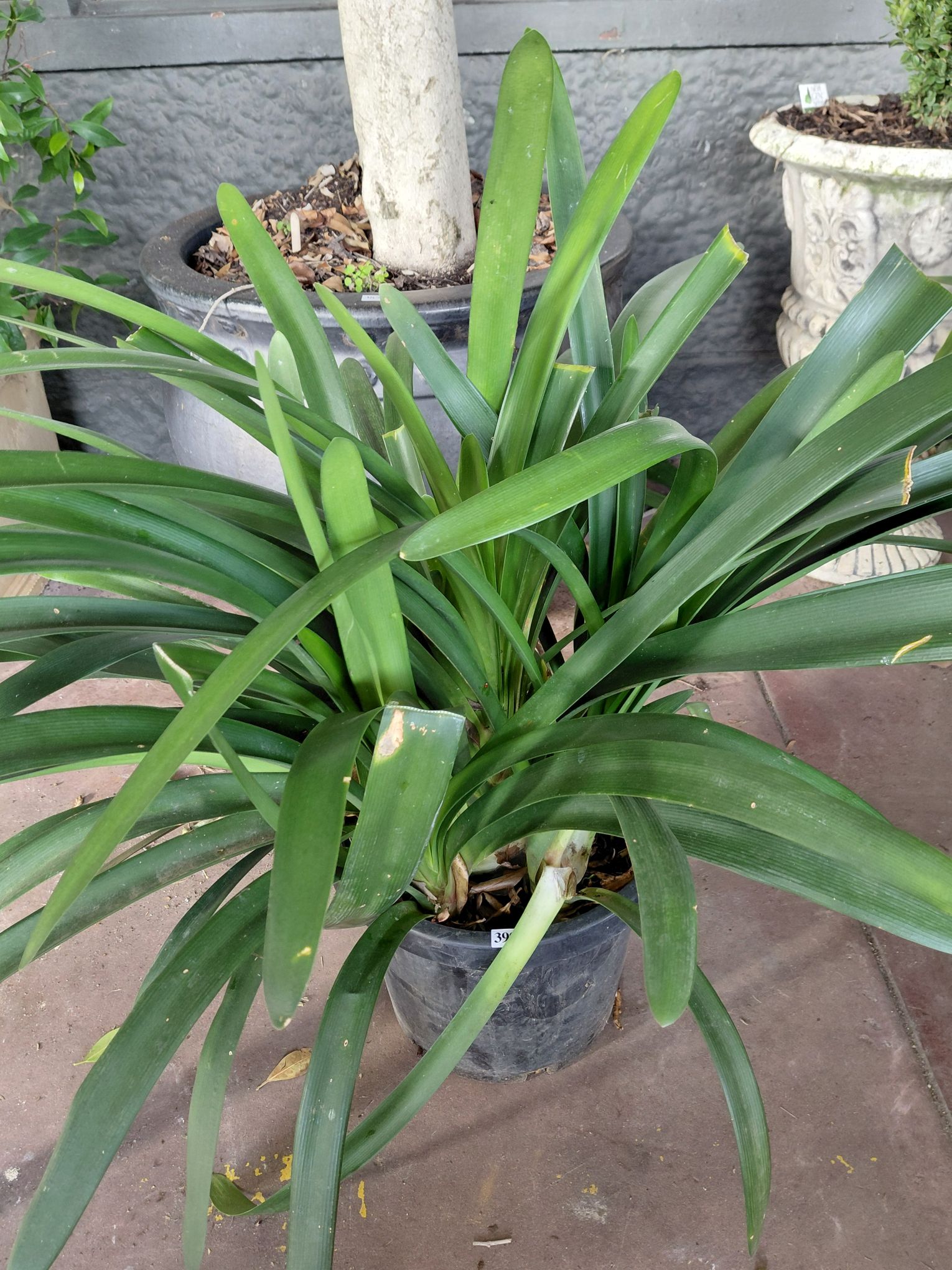 399 · CLIVIA