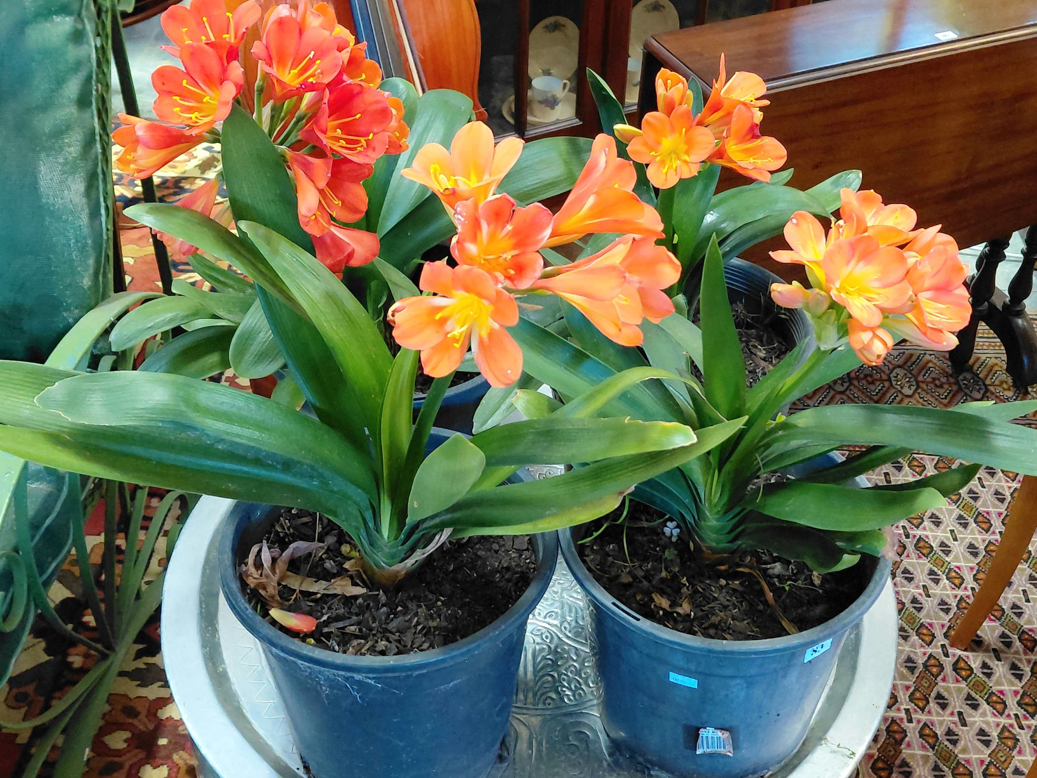 Flowering Clivias