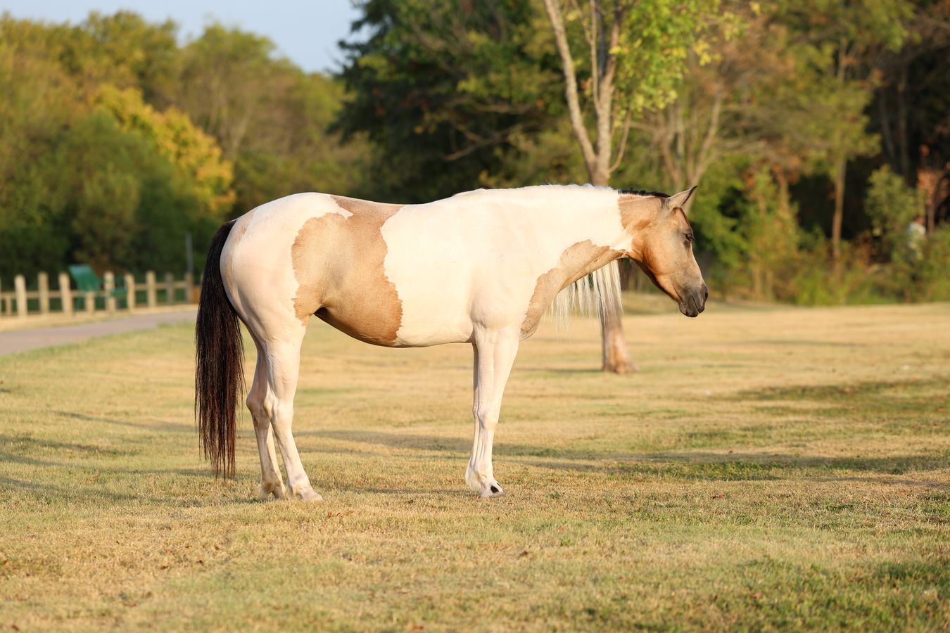 CINDERELLA | Horse Bid, LLC