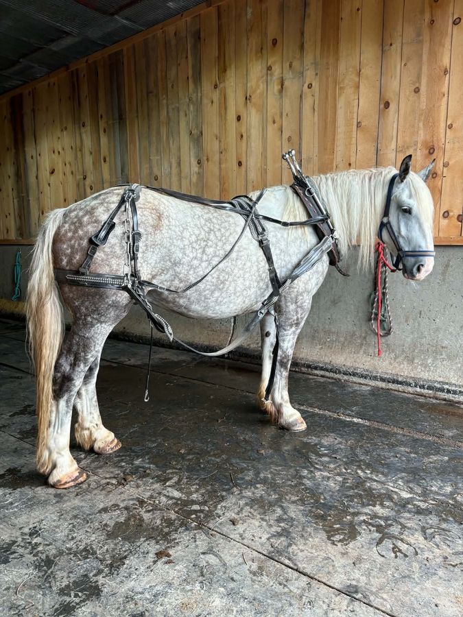 GOOSE | Horse Bid, LLC
