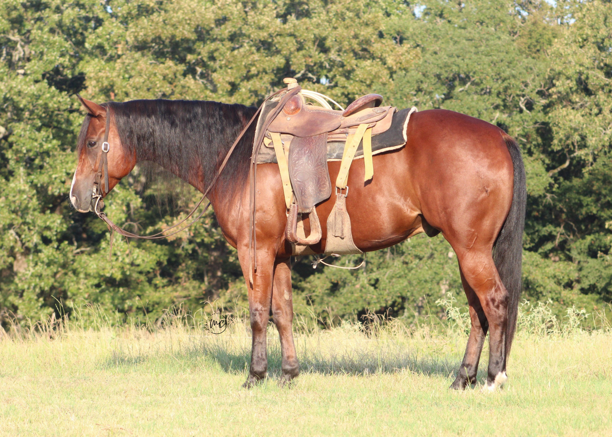 BAILEY | Horse Bid, LLC