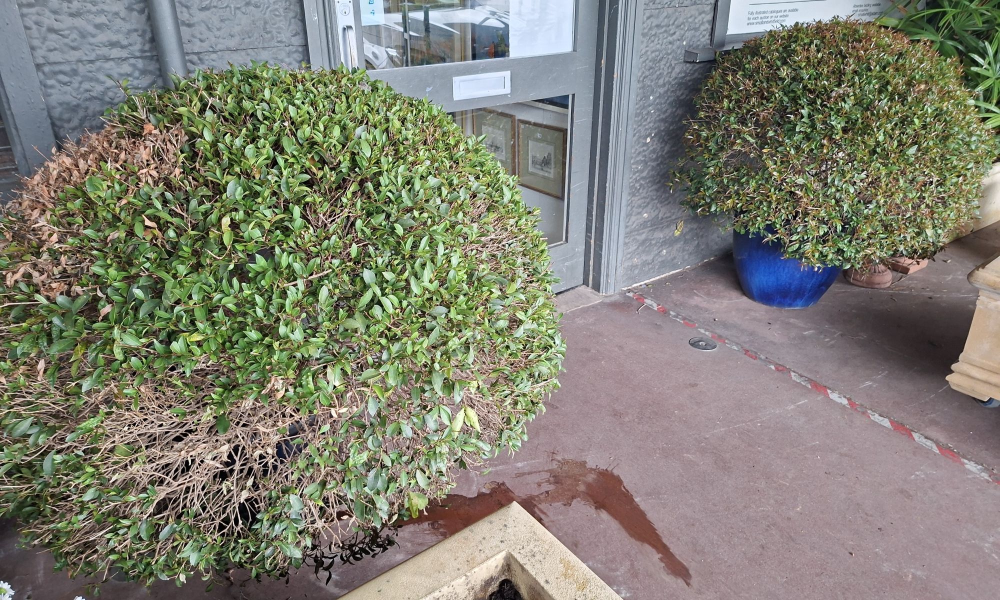 2 Potted Lilly Pilly Plants
