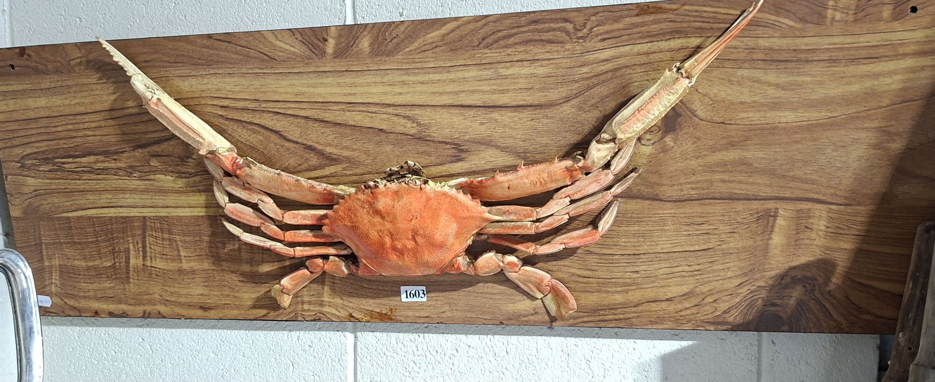 Blue Swimmer Crab
