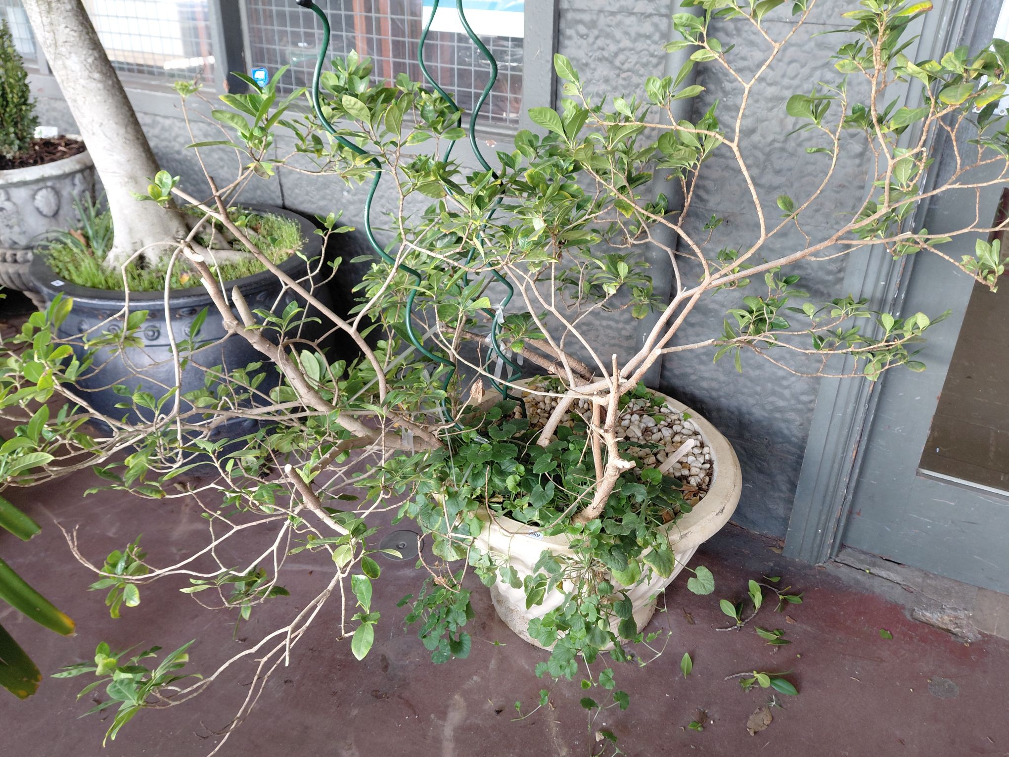 389 · GARDANIA