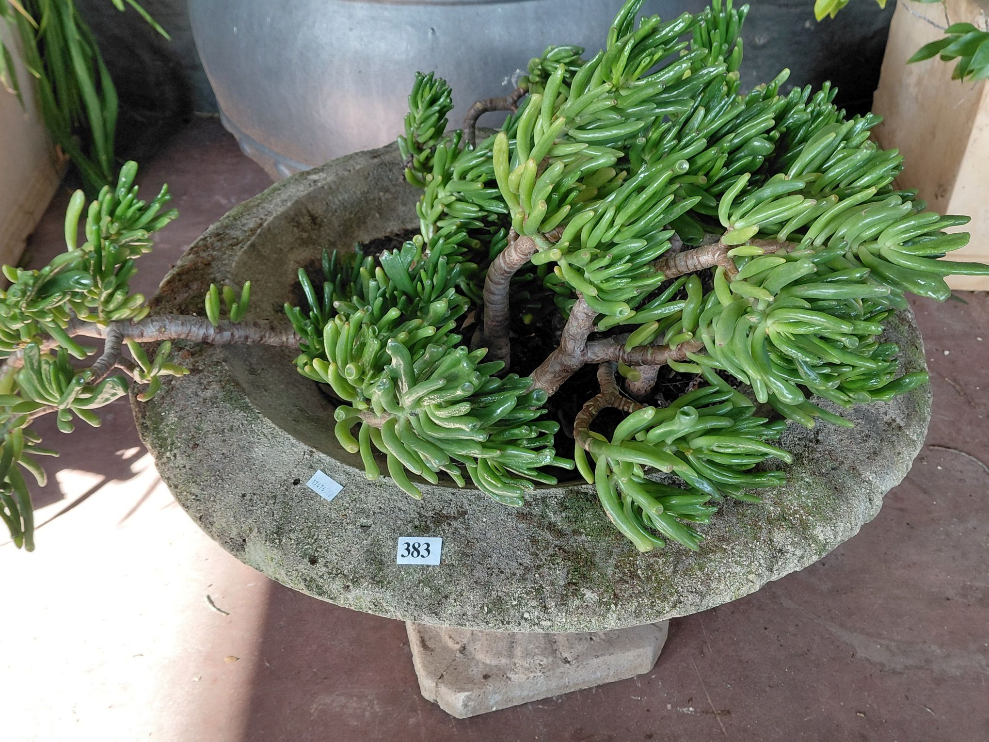 383 · SUCCULENT