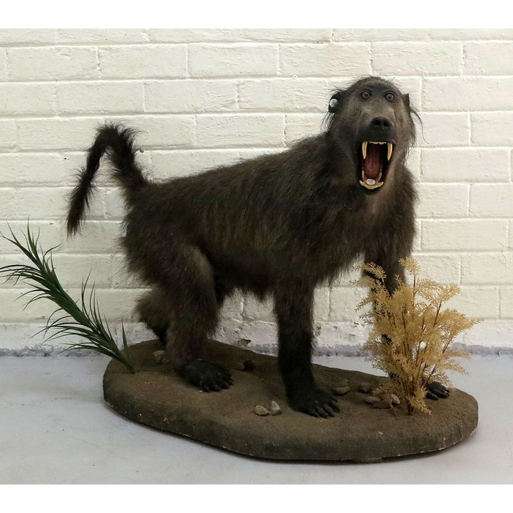 TAXIDERMY LIFE SIZE BABOON