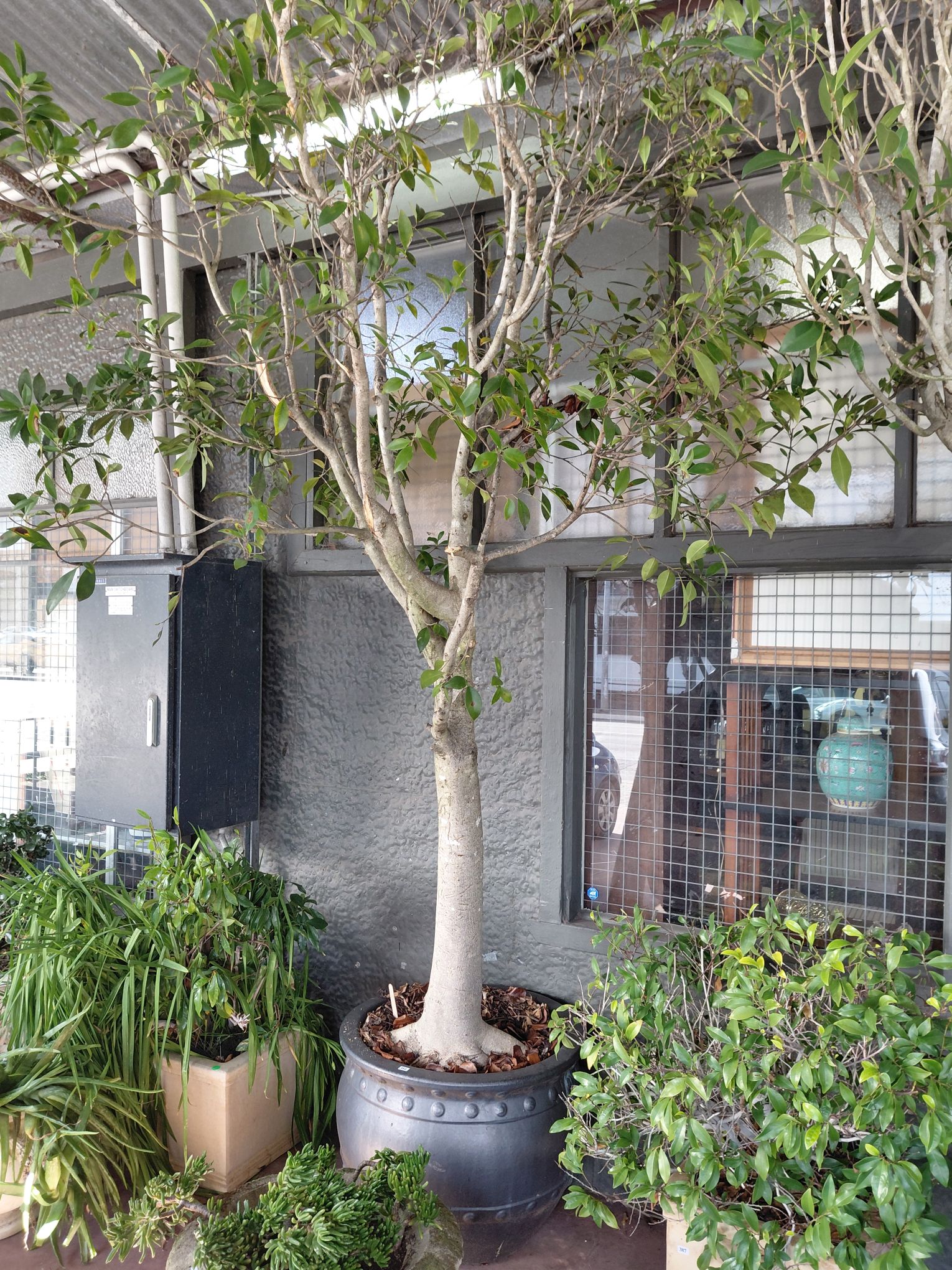 384 · MATURE FICUS TREE