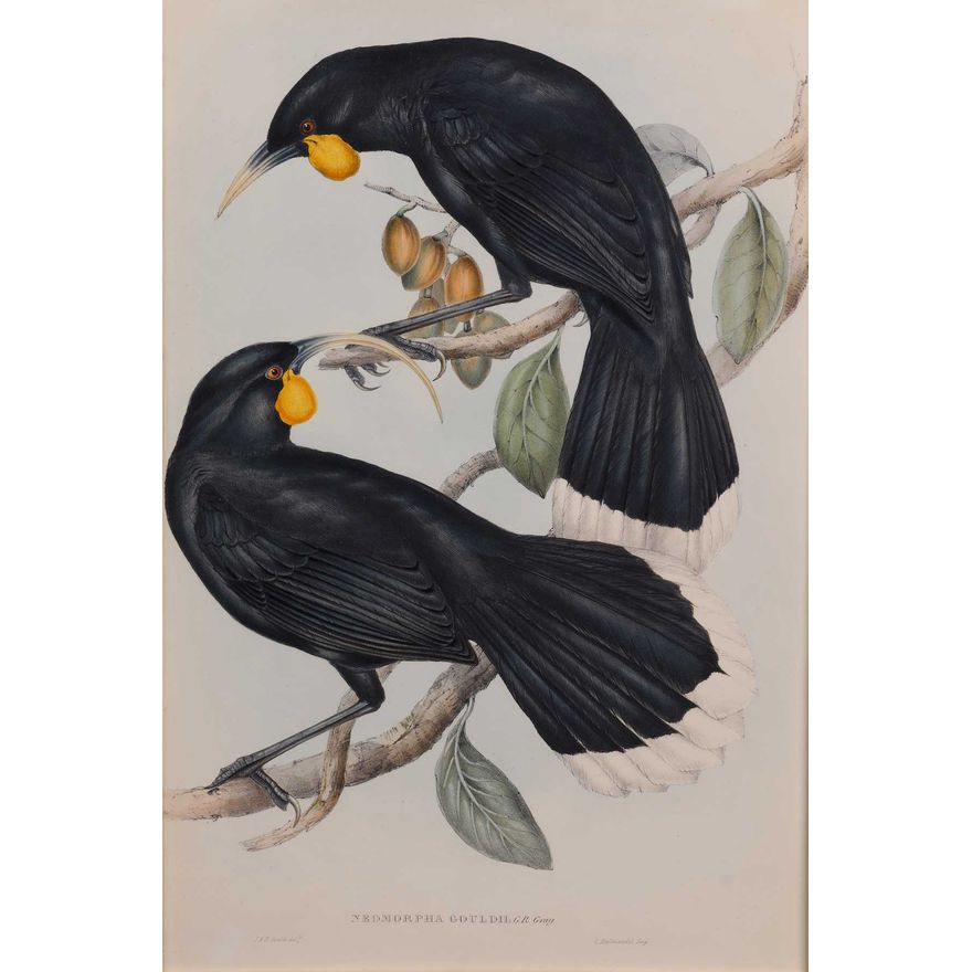 GOULD, JOHN, 1804-1881.  [lithograph] - Huia Birds - Neomorpha Gouldii