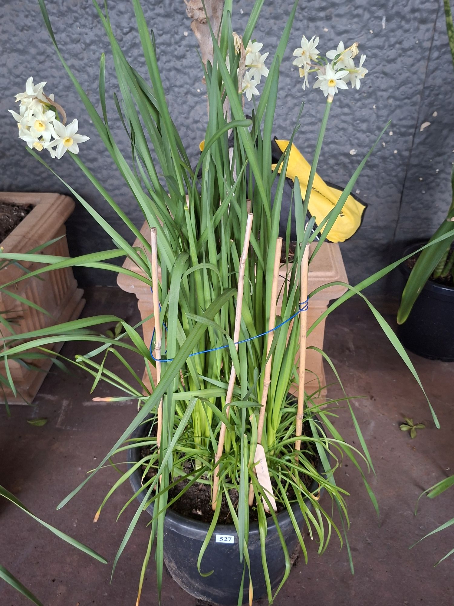 Potted Narcissus