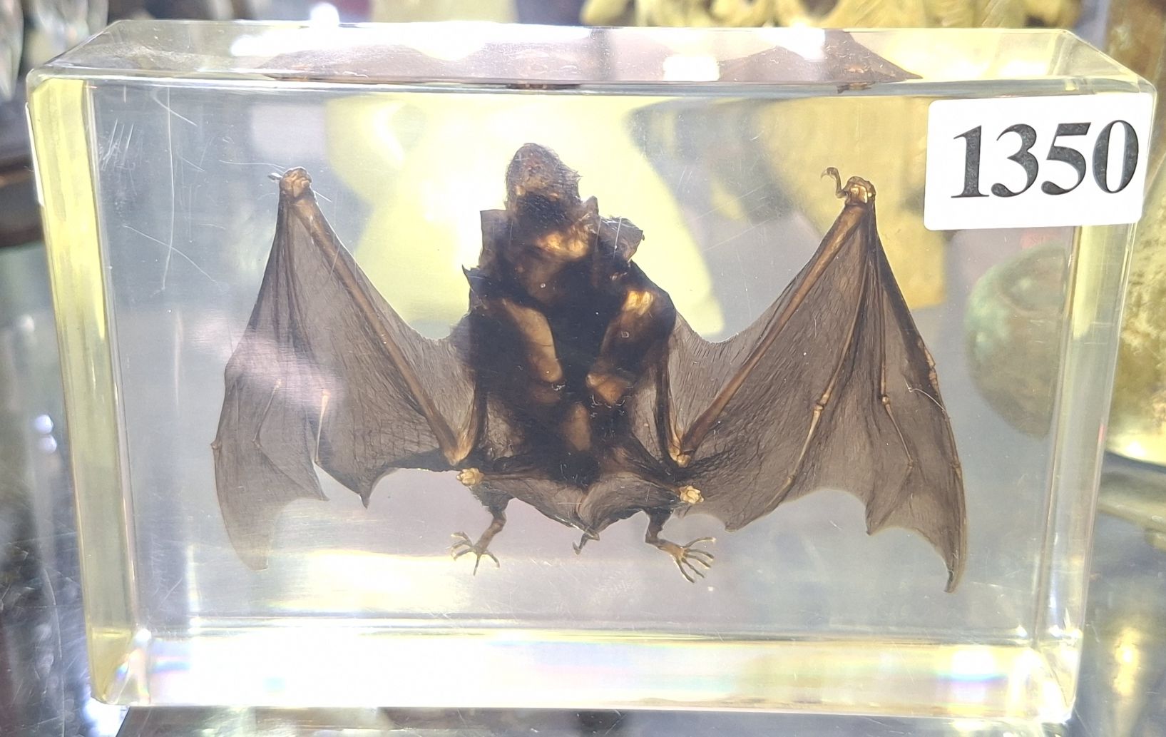 1350 · VAMPIRE BAT IN RESIN
