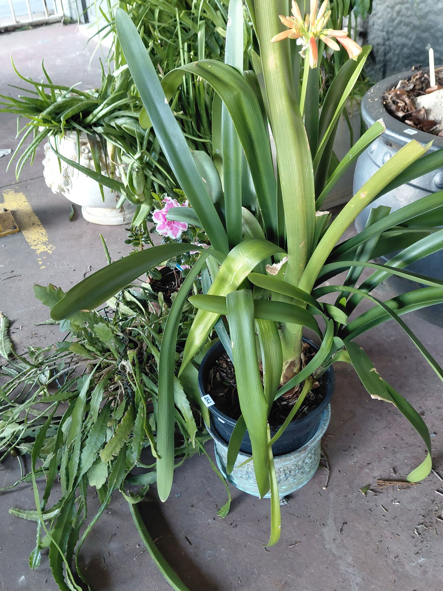 484 · POTTED CLIVIA PLANT
