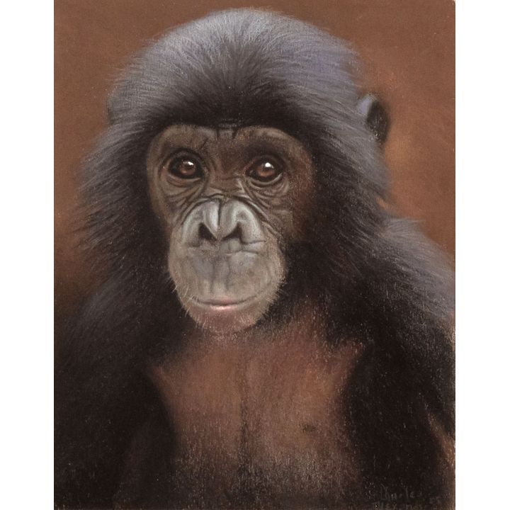 Charles Alexander (Active since 1995), Untitled (Bonobo)