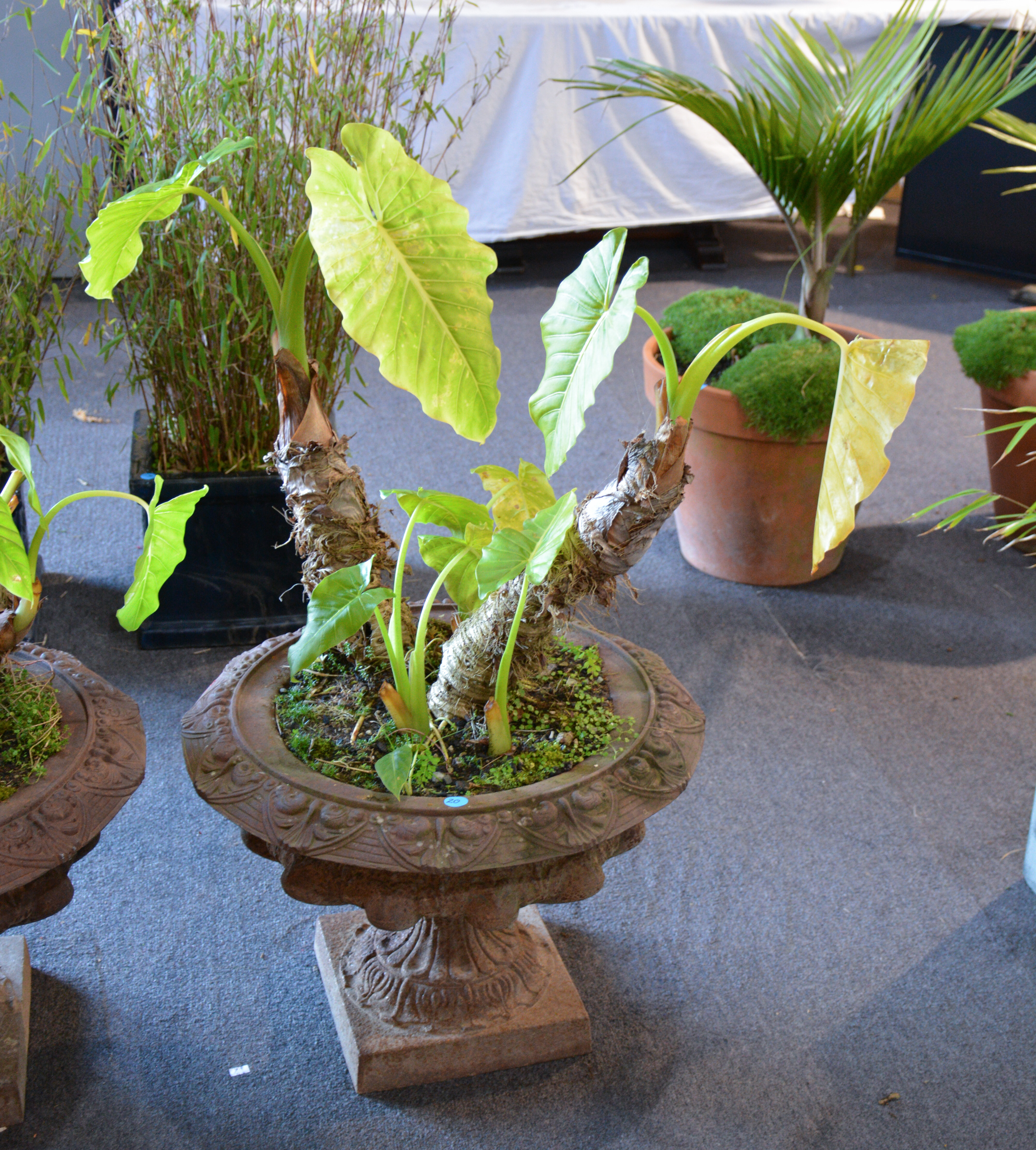 Elephant Ear Plant in Cast Iron Urn Style Pot — sold at auction in New Zealand for $210