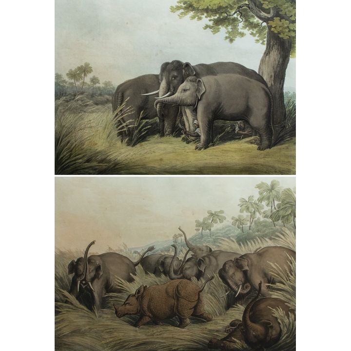 Samuel Howitt '‘Rhinoceros Hunted by Elephants’ & ‘Decoy Elephants Catching a Male’'