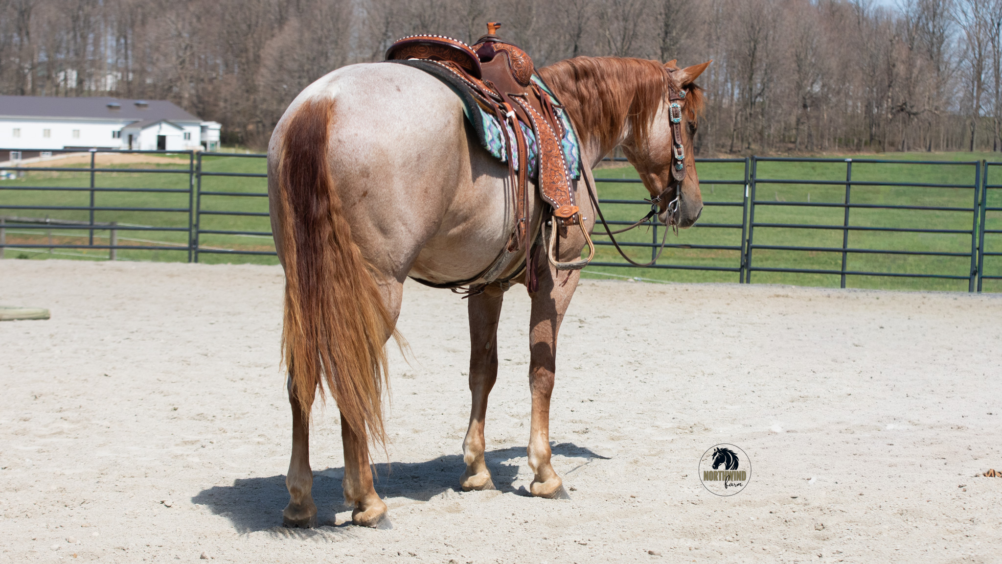ROGAN | Horse Bid, LLC