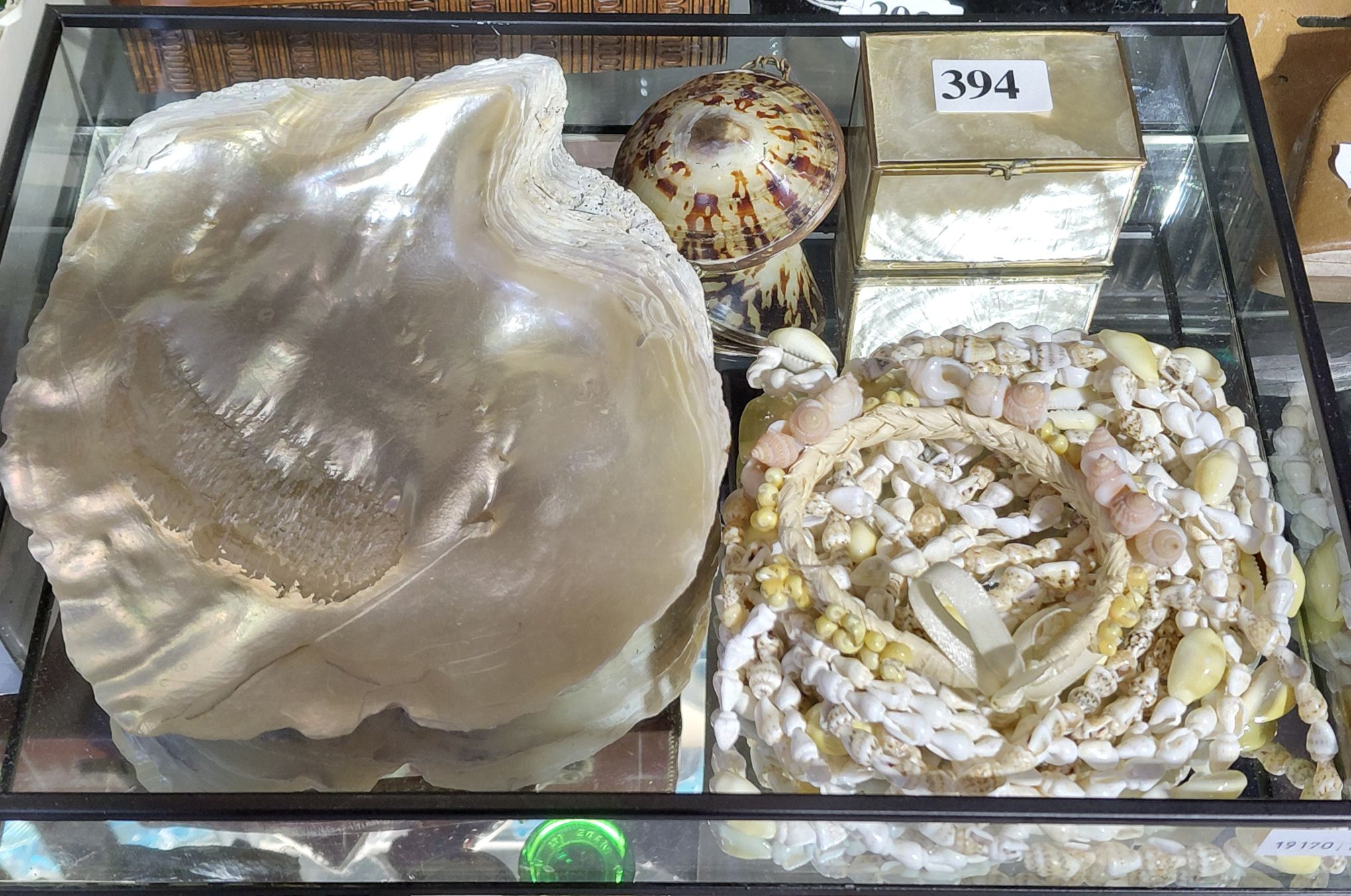 Shell Collectables