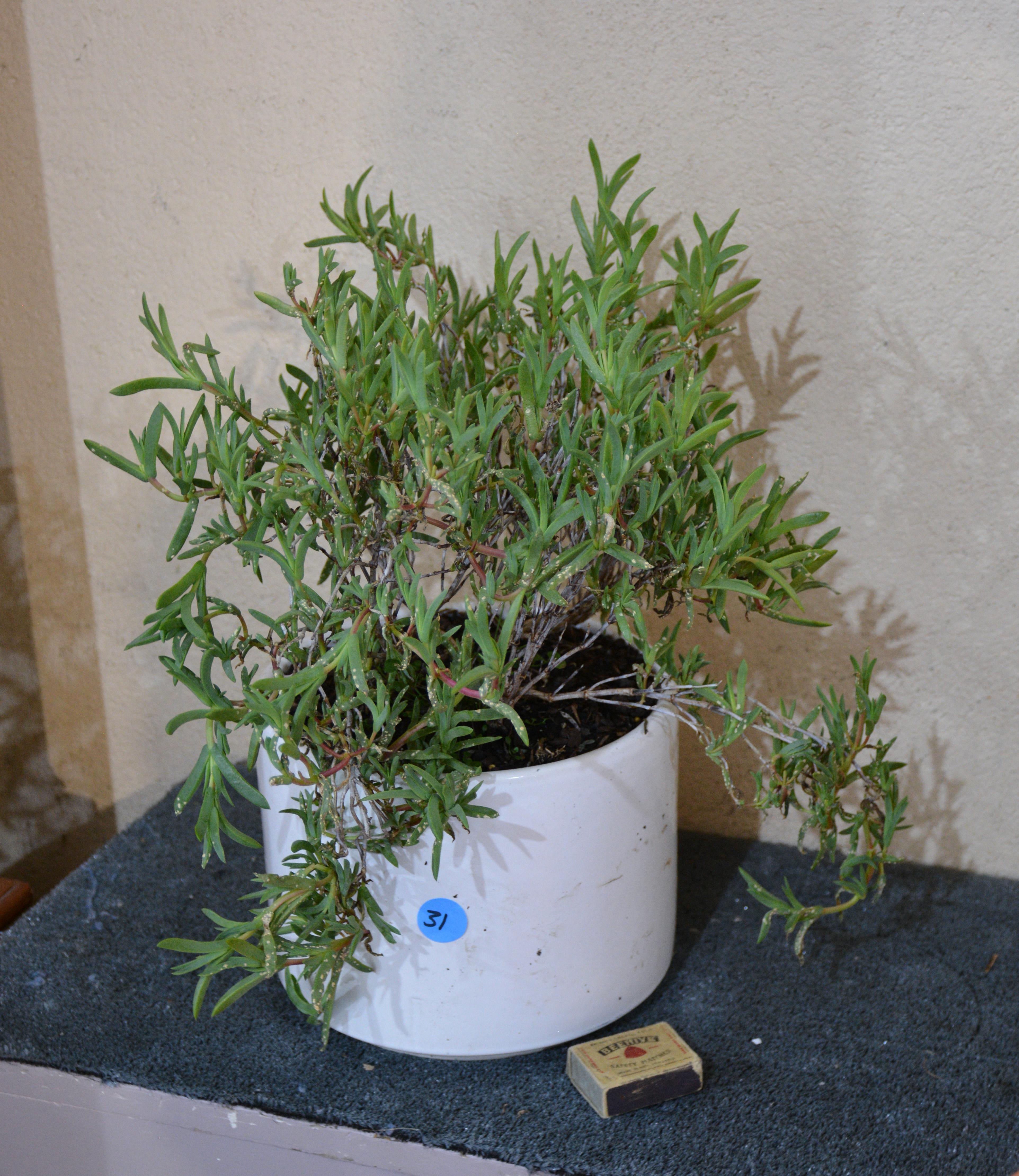 Ice Plant in White Ceramic Pot — sold at auction in New Zealand for $15
