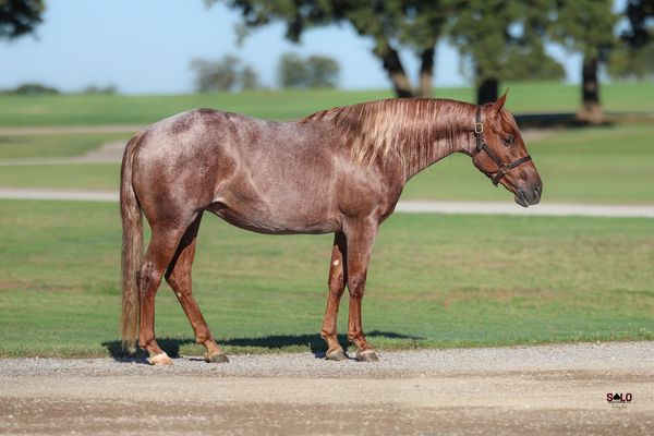 Lil Reybell Of Hope, 2024 red roan filly, Metallic Rebel x Lil Rey Of Hope As, Lot 301 in the Solo Select October Sale