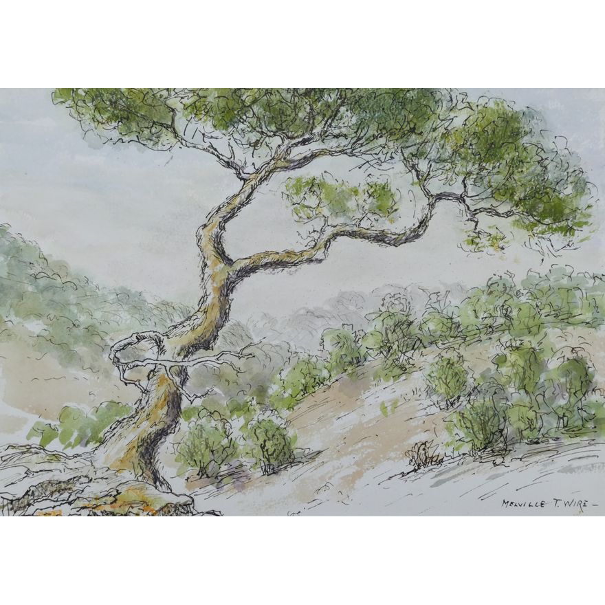 Melville Wire ''Leaning Tree'' Watercolor