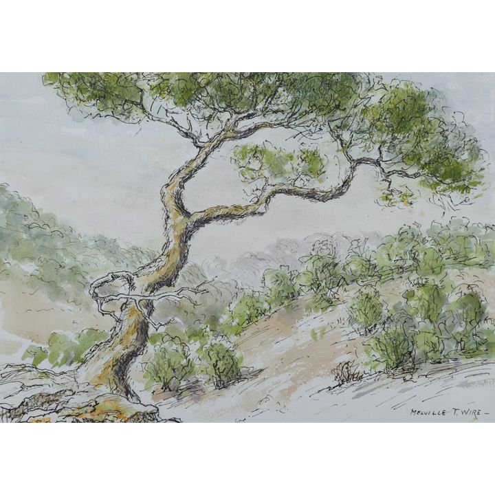 Melville Wire ''Leaning Tree'' Watercolor