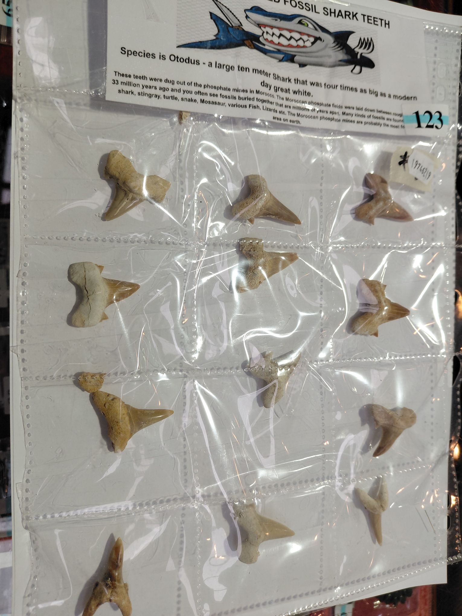 123 · SHARK TEETH