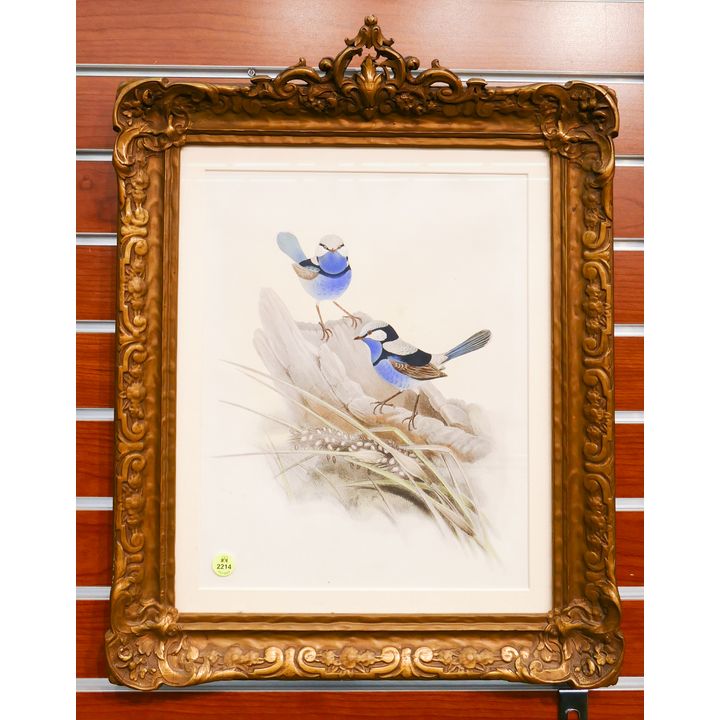 Antique Hand Colored Bird Engraving Framed- 22x17''