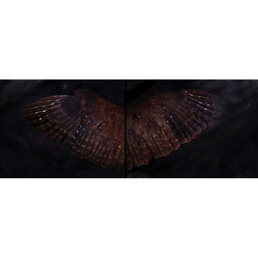 Fiona Pardington 'Ruru Perfect Prince (above)'