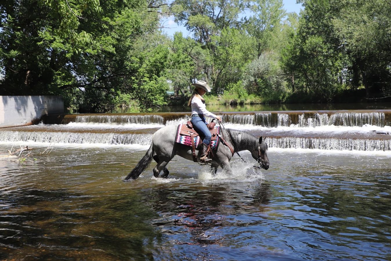 DOMINO | Horse Bid, LLC