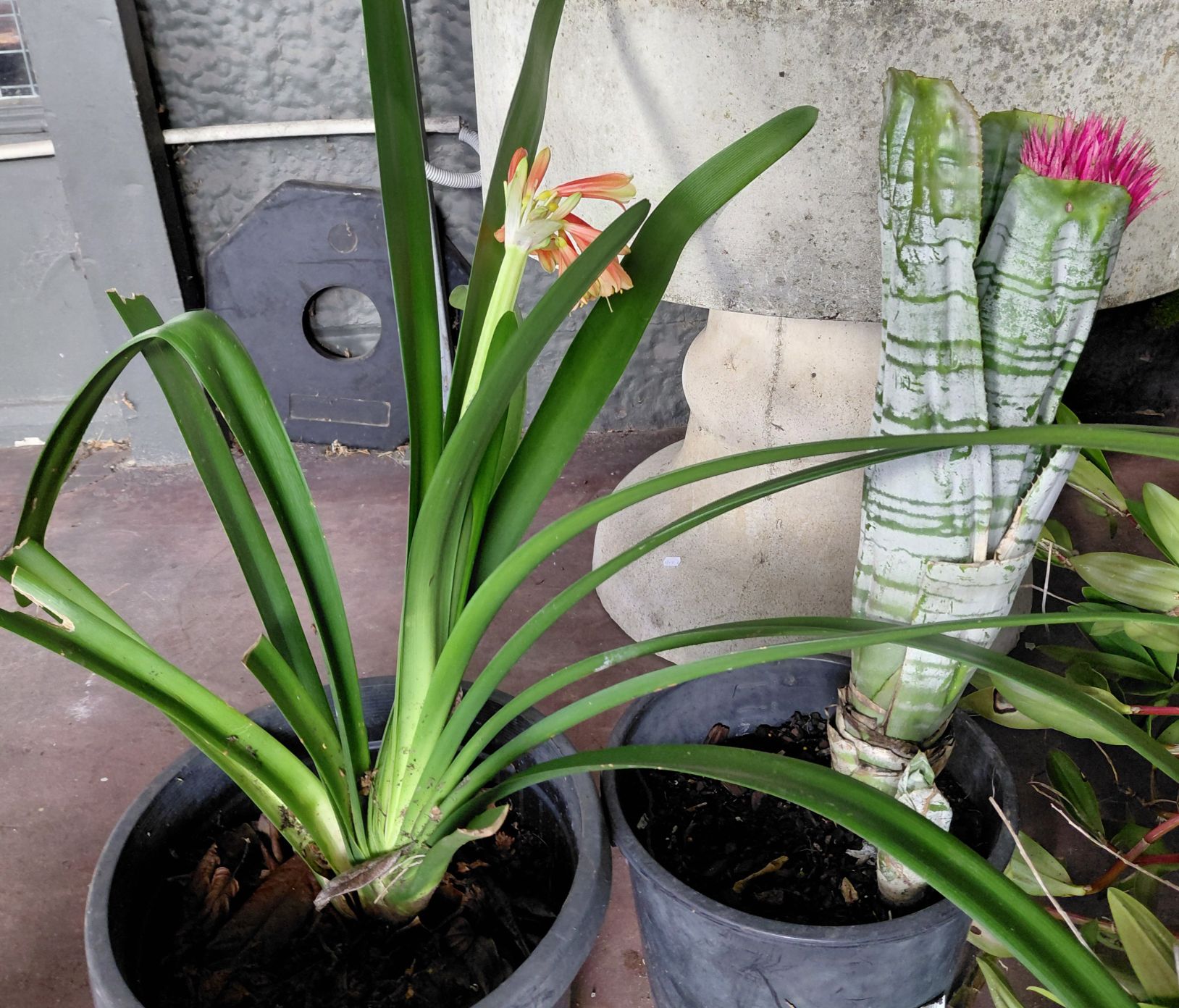 488 · TWO PLANTS