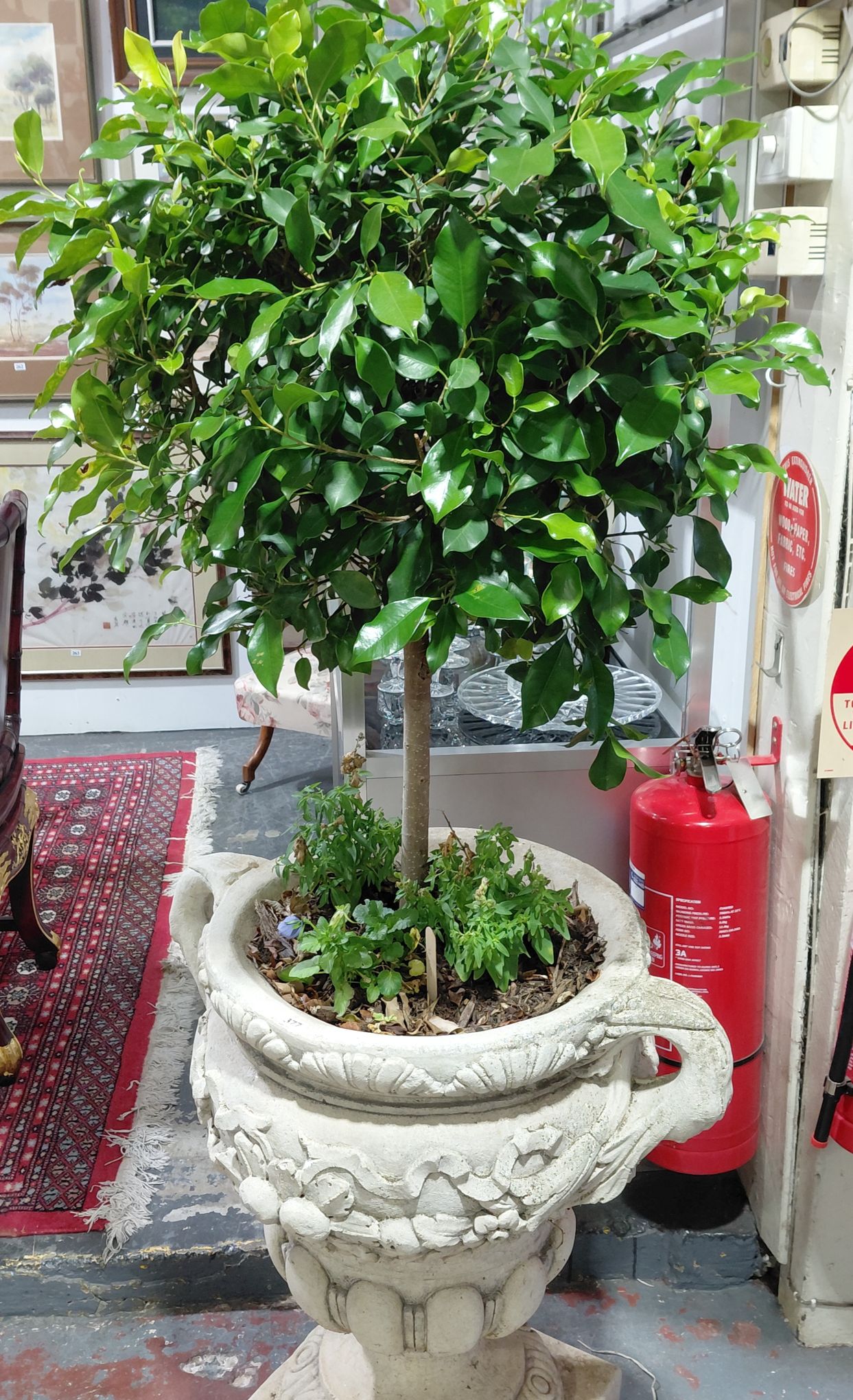 377 · TOPIARY FICUS TREE
