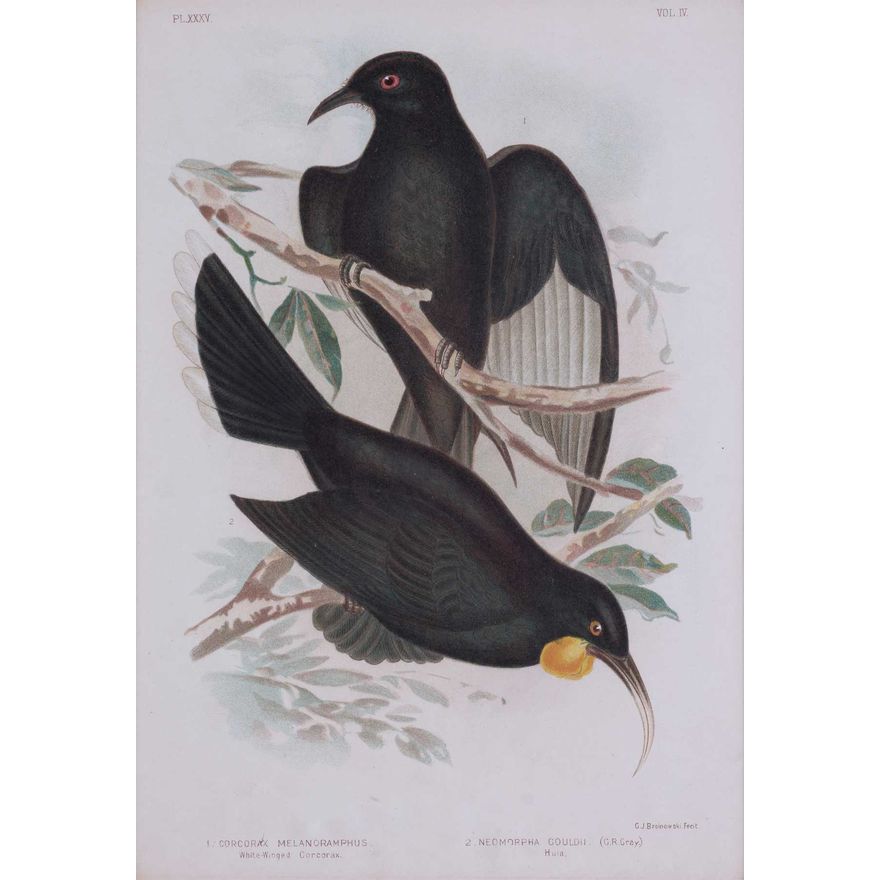 BROINOWSKI, GRACIUS JOSEPH - Corcorax Melanoramphus - White Winged Corcorax