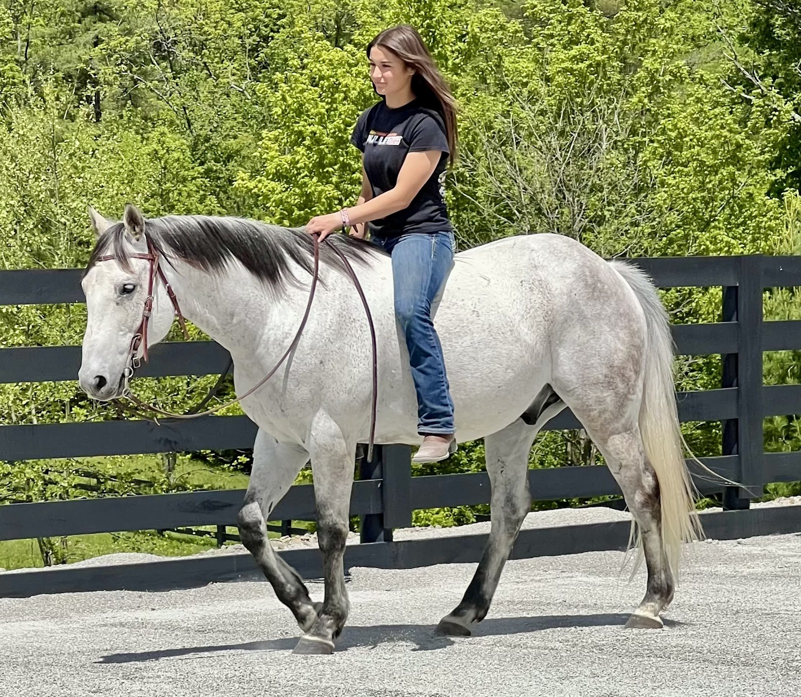WAYLON | Horse Bid, LLC