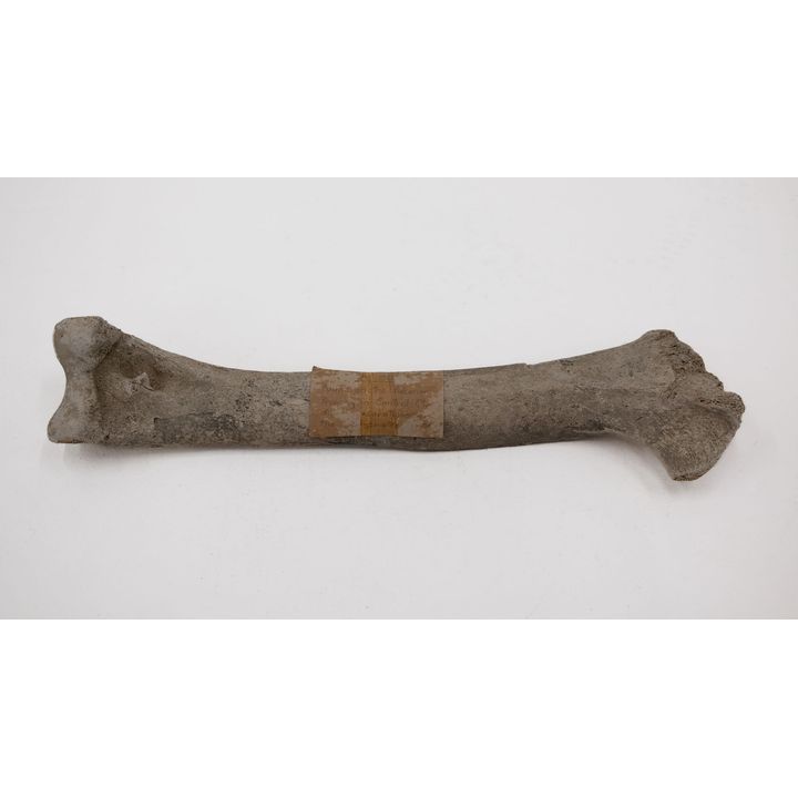 Moa Bone