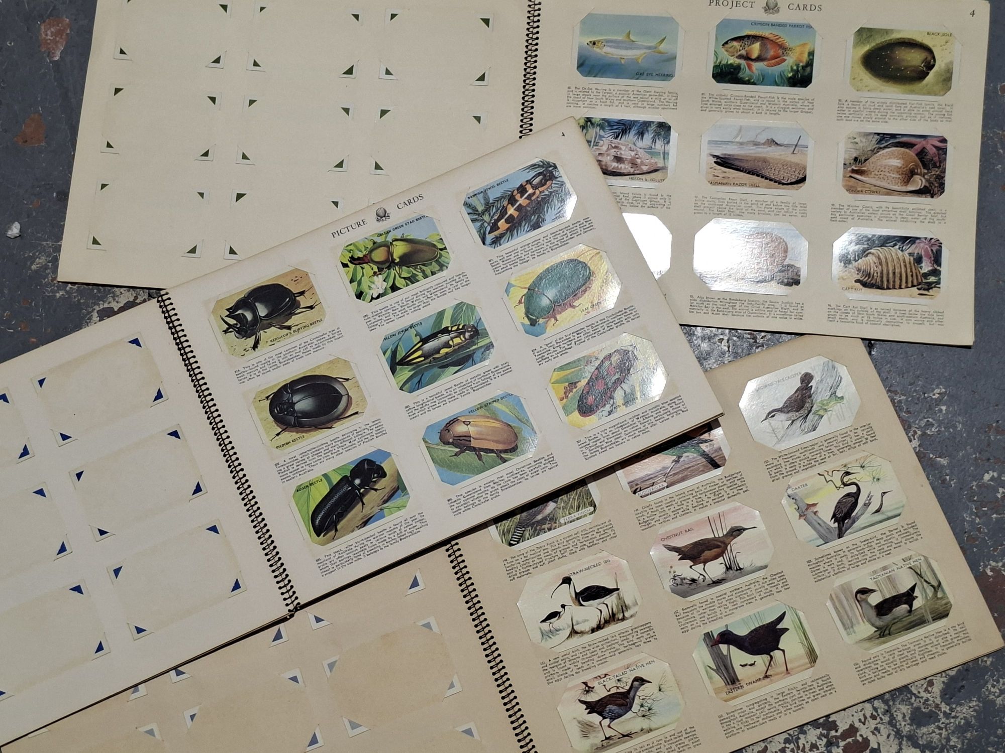 Three Shell Project Card Albums