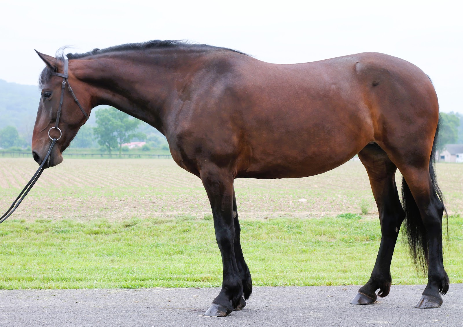 GAYLE | Horse Bid, LLC