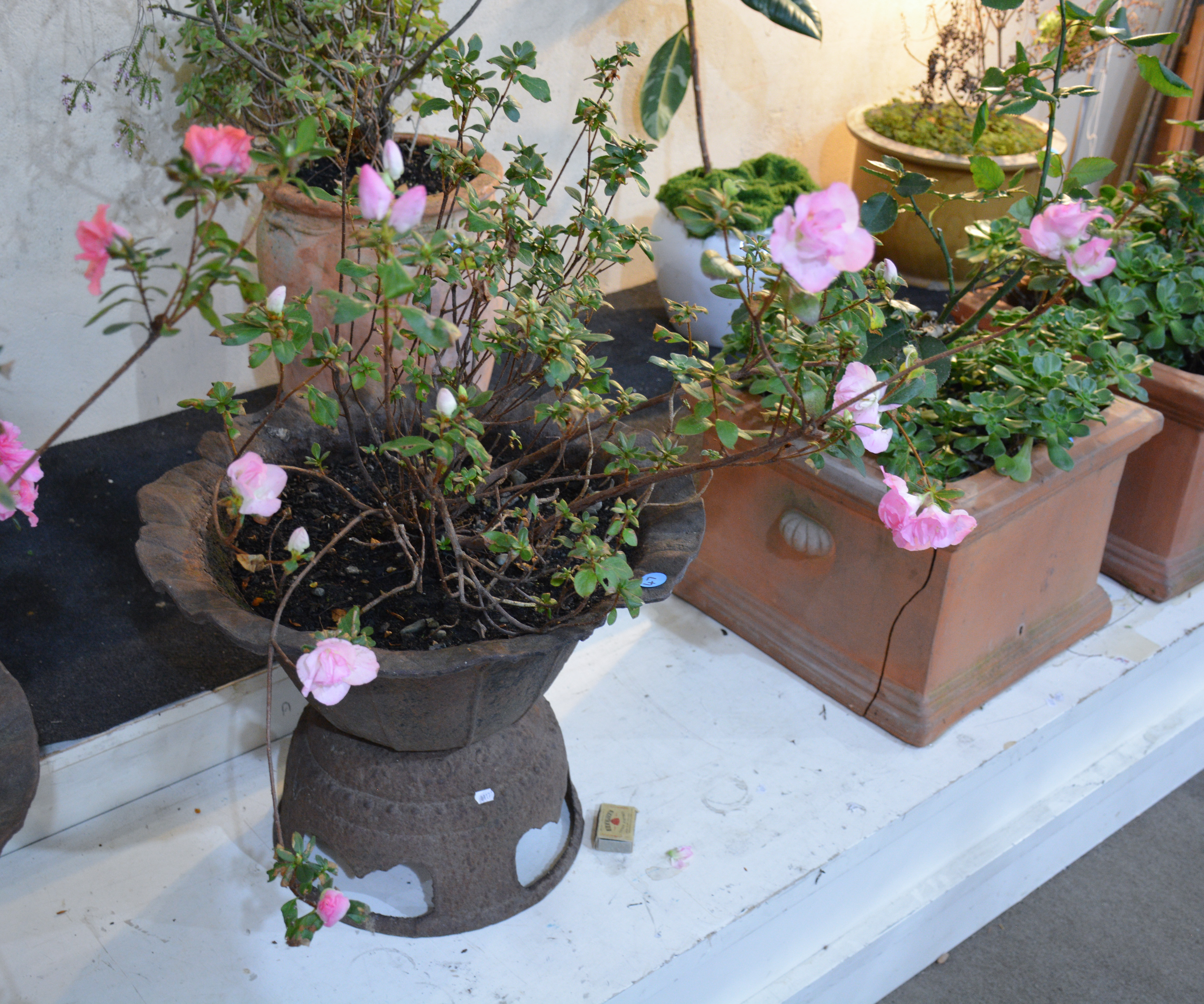 Large Pink Azalea in 2 Piece Vintage Cast Iron Pot — sold at auction in New Zealand for $200
