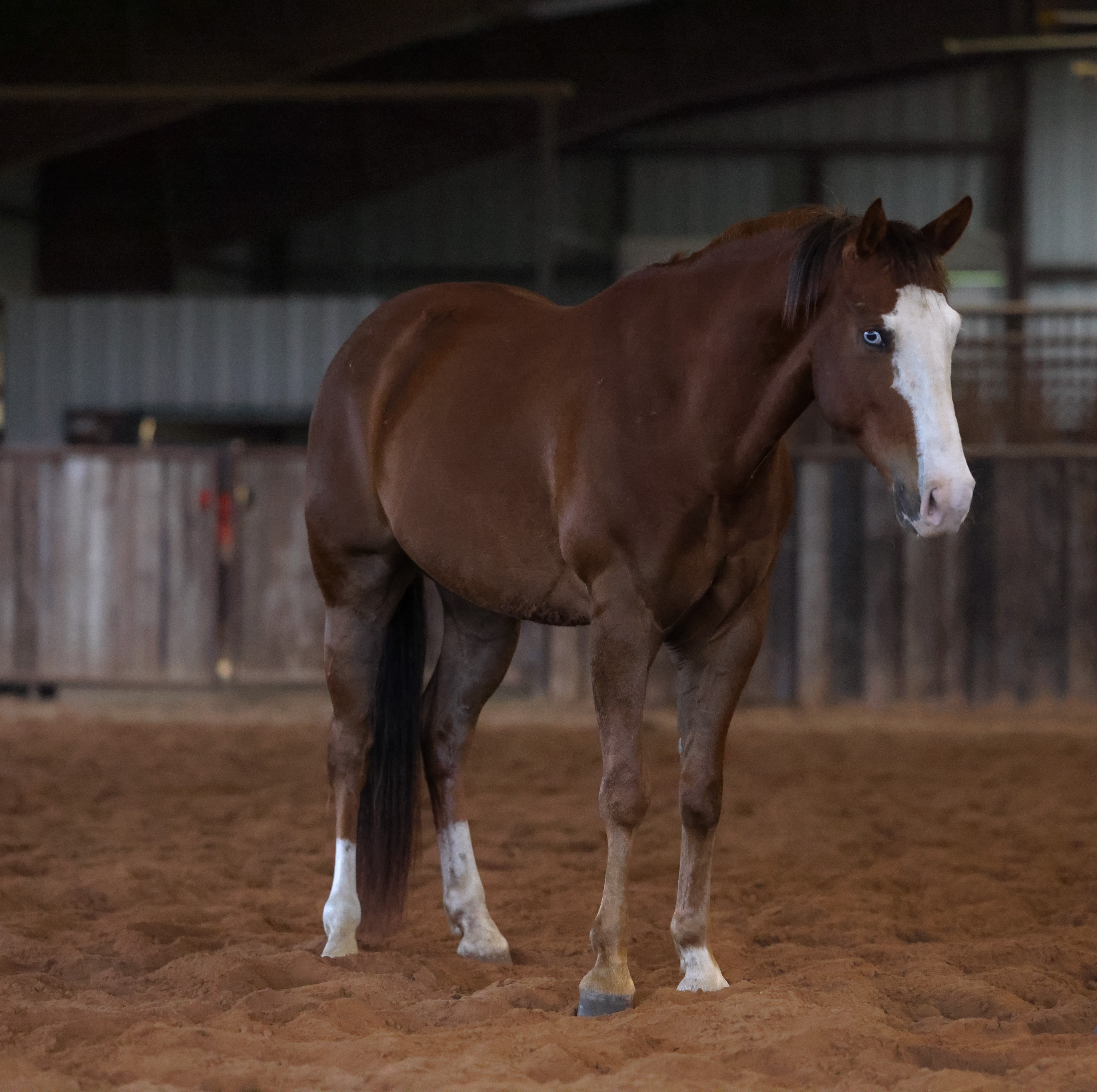 GHOST | Horse Bid, LLC