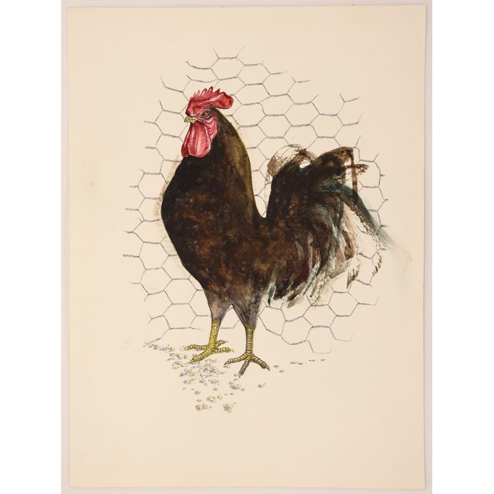 Neil Meitzler ''Rooster'' Watercolor on Wove Paper 20''x15'' - Unsigned