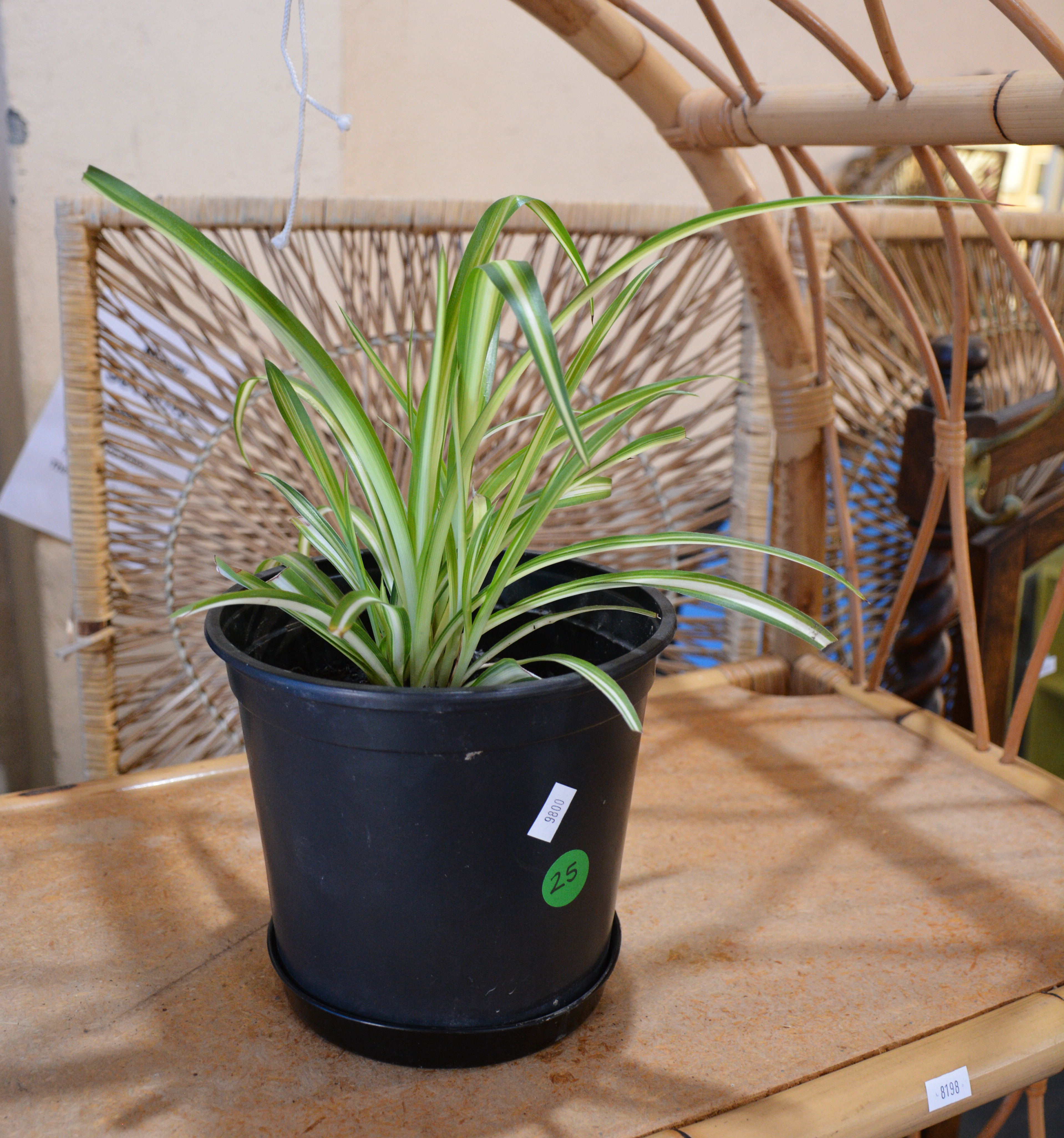 Spider Plant in Pot — sold at auction in New Zealand for $5