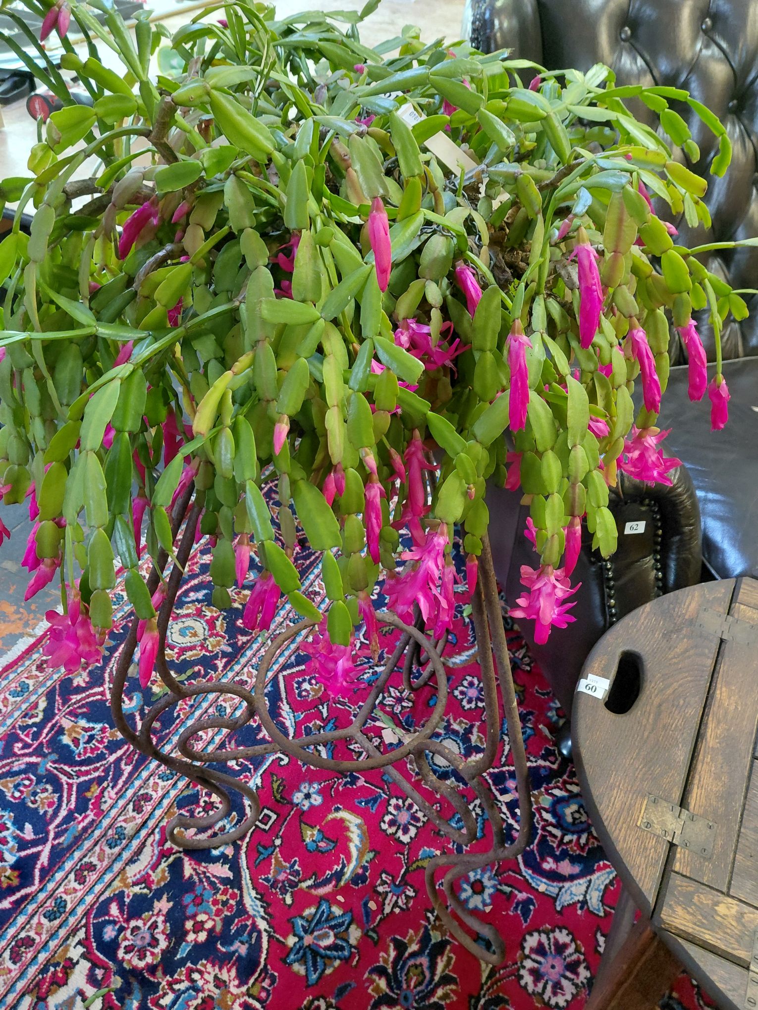 61 · POTTED CHRISTMAS CACTUS PLANT