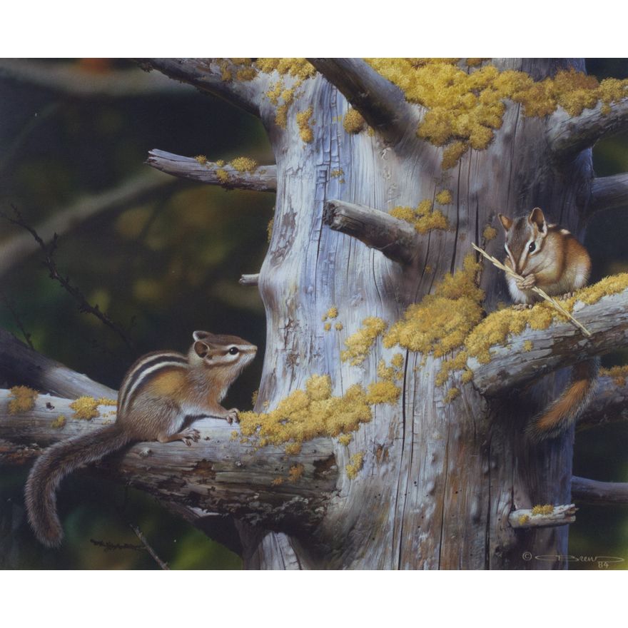 Carl Brenders (1937- ), Chipmunks