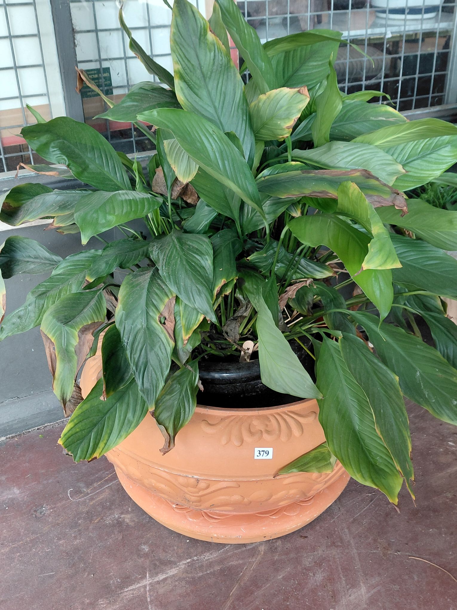 379 · PEACE LILY