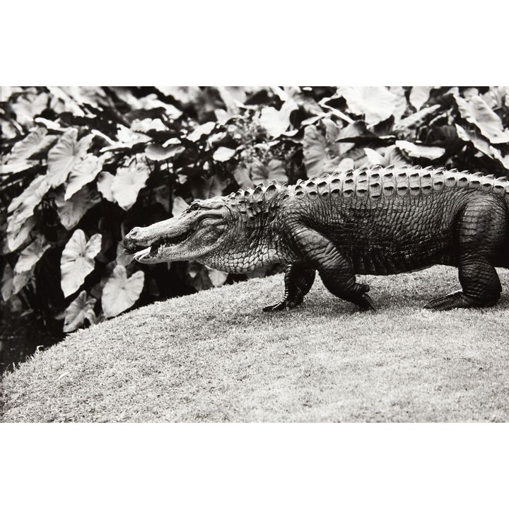 Peter Peryer 'Alligator'