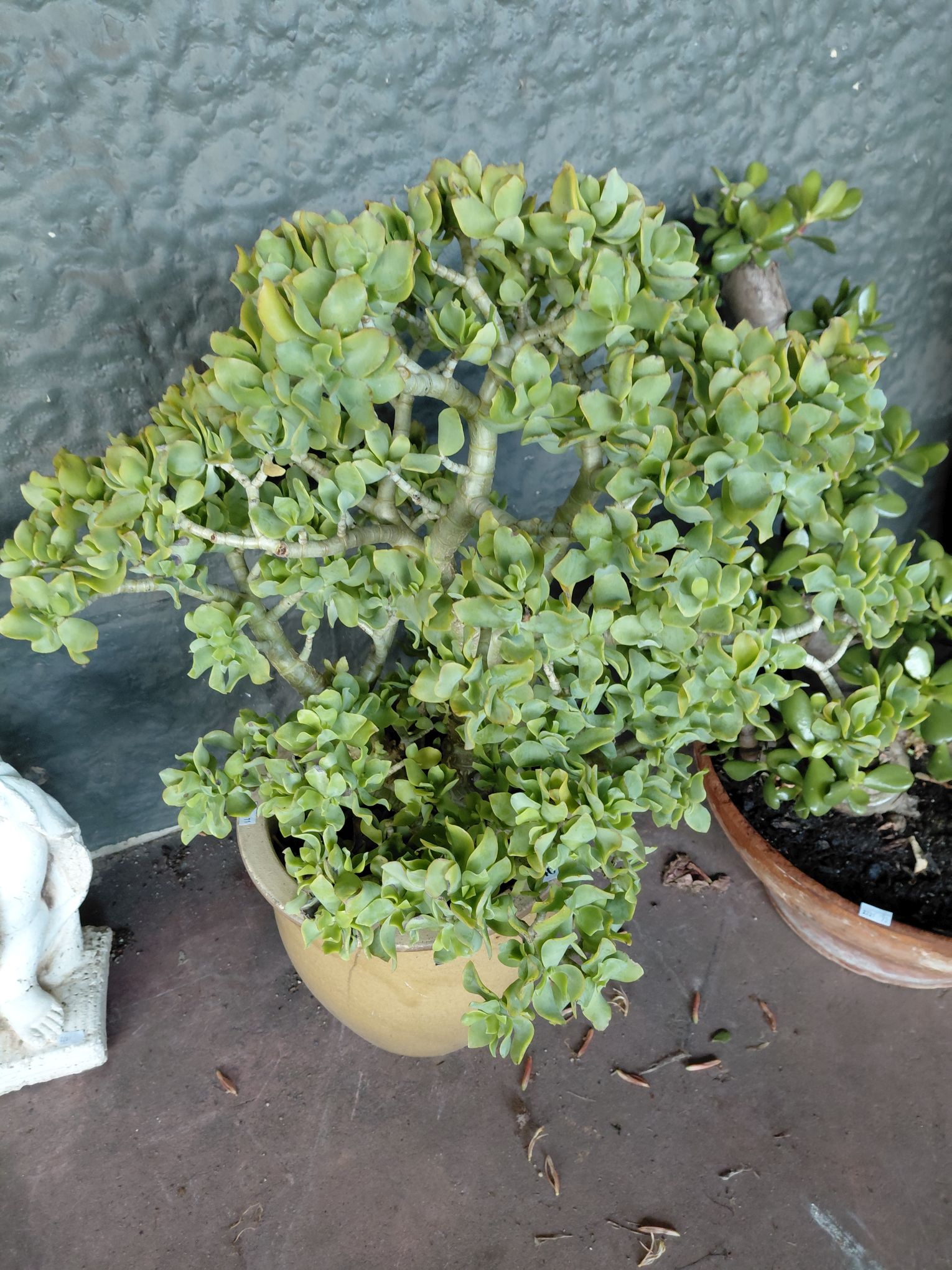446 · RIPPLE JADE