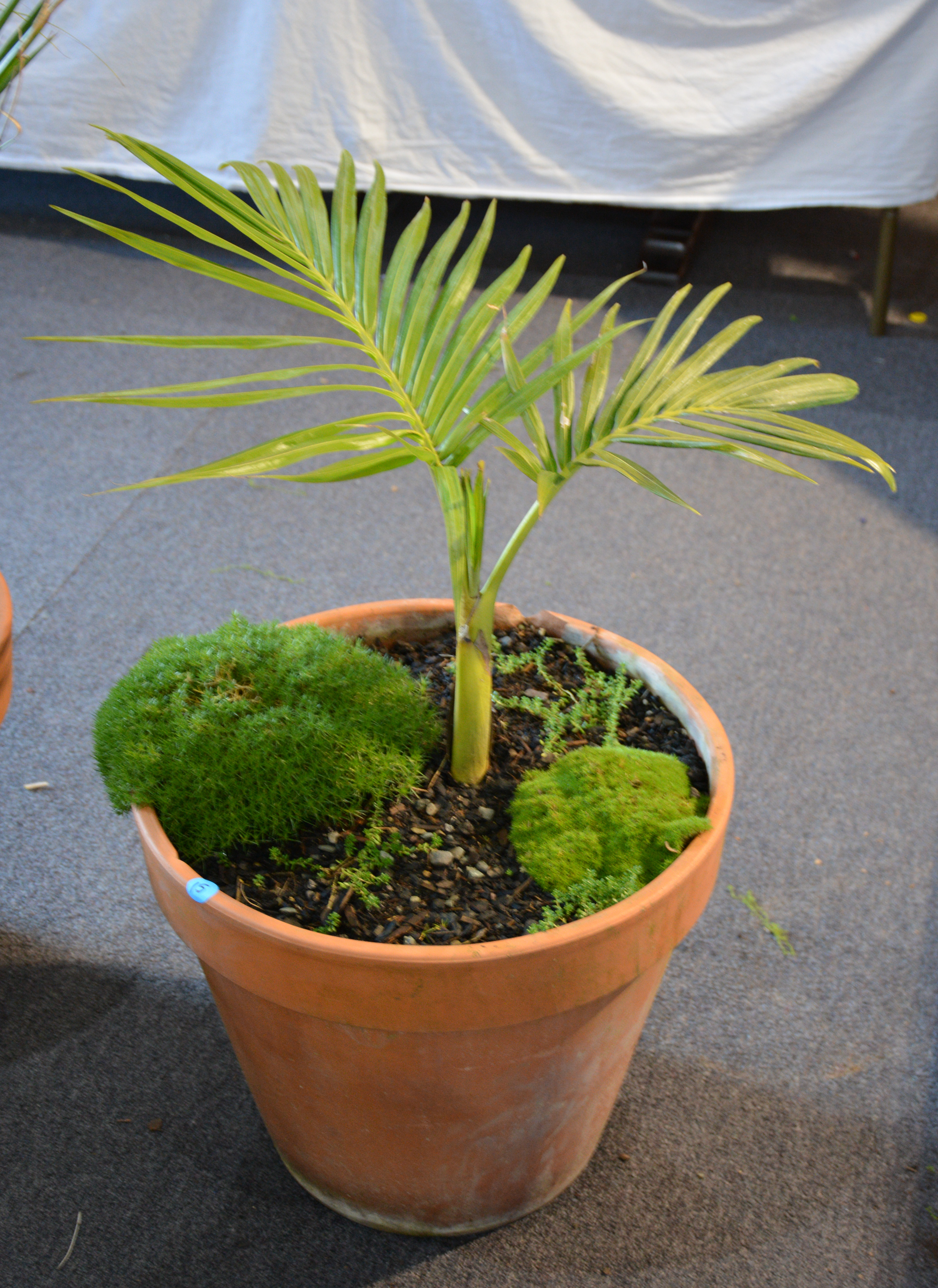 Palm Tree in Large Terracotta Pot — sold at auction in New Zealand for $30