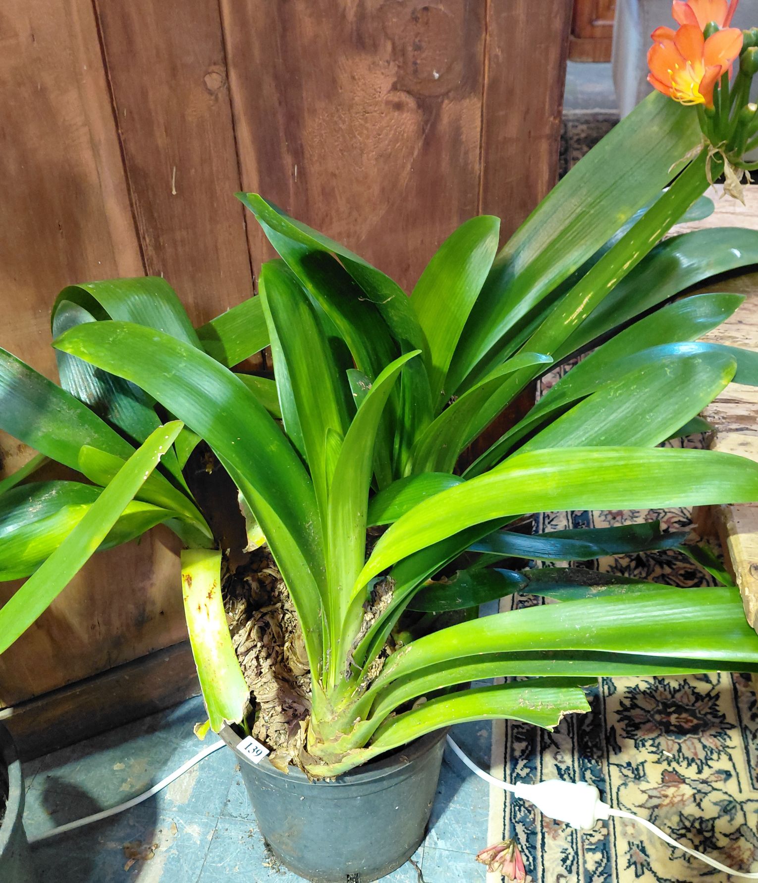 139 · BELGIAN CLIVIA