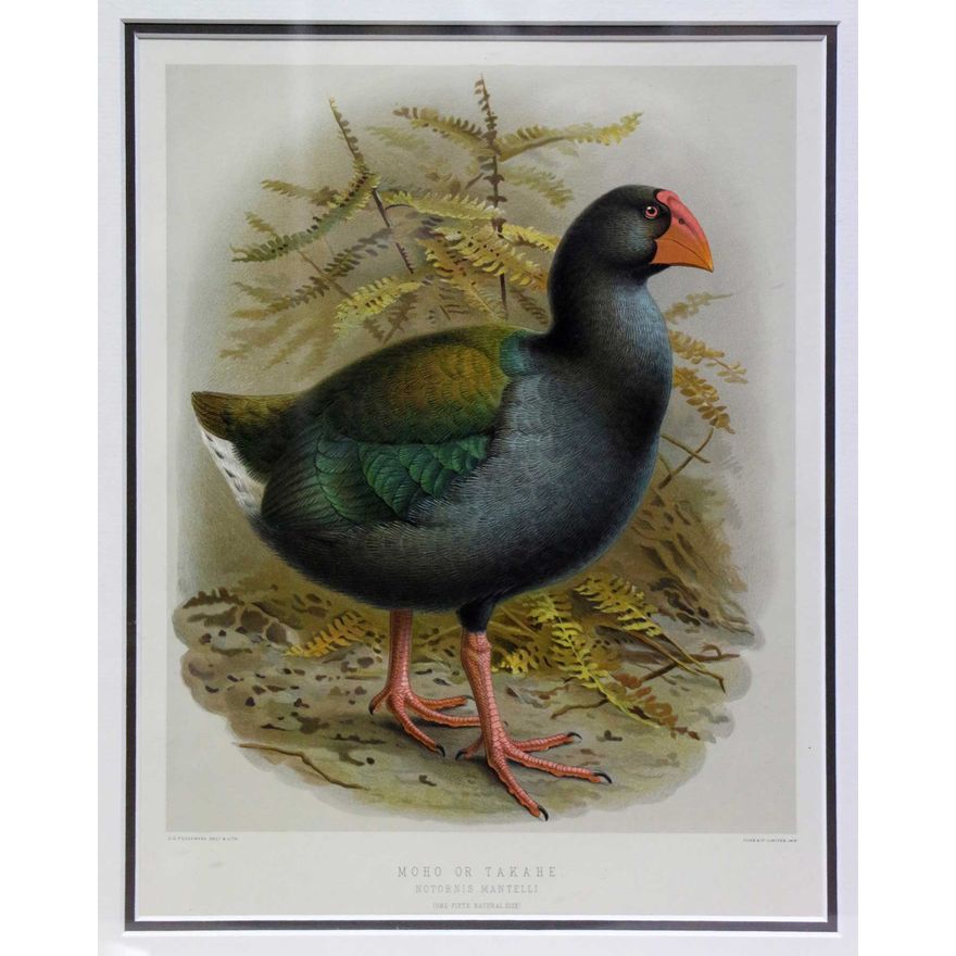 KEULEMANS, J.G.   [lithograph] - Moho or Takahe - Notornis Mantelli