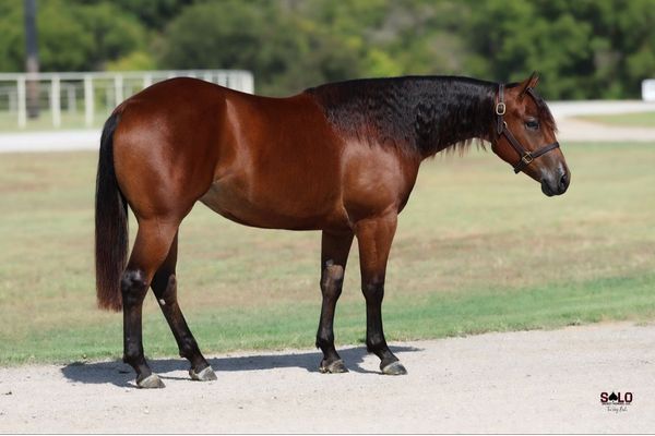 Gurl Glo, 2025 bay filly, CSR Dual Glo x Bucks Shining Pearl, Lot 202 in the Solo Select October Sale