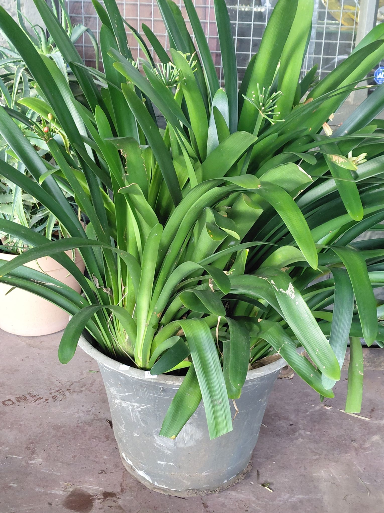 353 · VERY LARGE POTTED CLIVIA PLANT